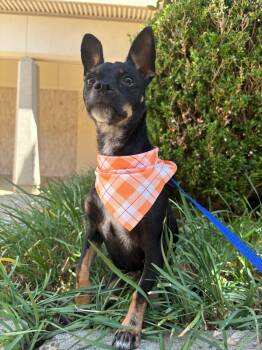 Doodles -  Chihuahua Dog for Adoption in Kingsburg, California - Doodles | PetCurious