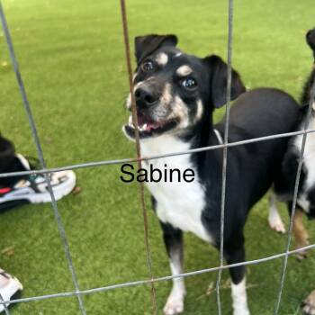 Rescue Mixed Breed Dogs for Adoption in Loxahatchee Groves, Florida - Sabine 0620 | PetCurious