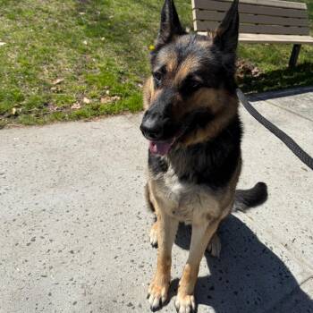 German Shepherd Dog Dogs Available for Adoption in Brookhaven, New York - Ruby | PetCurious