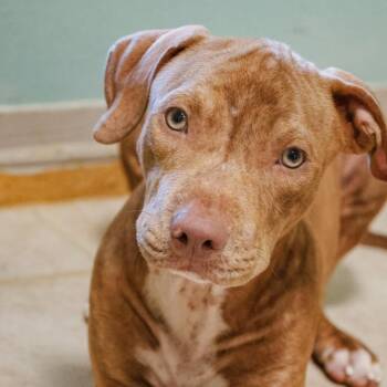 Fred -  Pit Bull Terrier Dog for Adoption in Mansfield, Texas - Fred | PetCurious