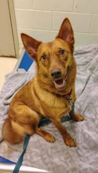 Foxy -  Shepherd Dog for Adoption in Kalamazoo, Michigan - Foxy | PetCurious