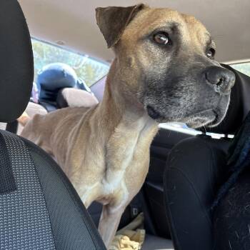 Pit Bull Terrier Dogs Available for Adoption in Greensboro, North Carolina - Stacks | PetCurious