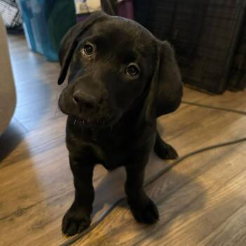 Black Labrador Retriever and German Shepherd Dog Dogs Available for Adoption - Dublin | PetCurious