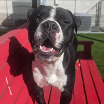 Brock -  Pit Bull Terrier Dog for Adoption in Allen, Texas - Brock | PetCurious