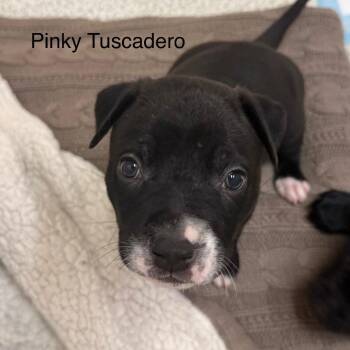 Pinky Tuscadero -  Labrador Retriever and Mixed Breed Dog for Adoption in Austin, Texas - Pinky Tuscadero | PetCurious