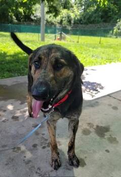 BUTKUS -  Plott Hound Dog for Adoption in St. Peters, Missouri - BUTKUS | PetCurious