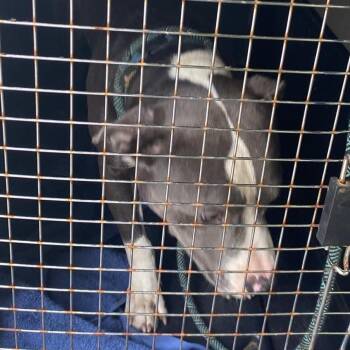Diablo Stray Hold 9/26 -  Mixed Breed Dog for Adoption in Huntington, West Virginia - Diablo Stray Hold 9/26 | PetCurious