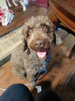 Paolo -  Labradoodle Dog for Adoption in Lavon, Texas - Paolo | PetCurious