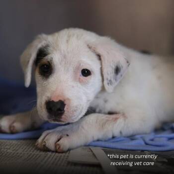 American Staffordshire Terrier Dogs Available for Adoption in San Antonio, Texas - TINKY | PetCurious