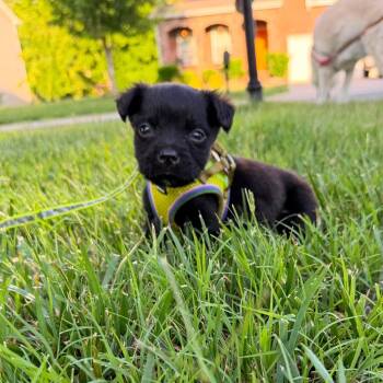 Pippin -  Labrador Retriever Dog for Adoption in Waxhaw, North Carolina - Pippin | PetCurious