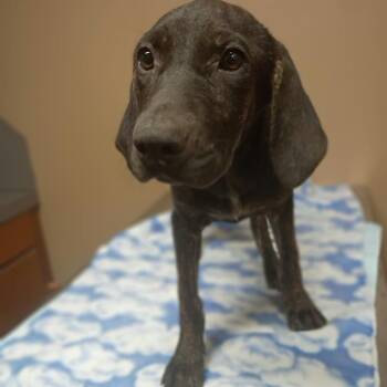 Pound cake -  Black Labrador Retriever Dog for Adoption in Stilwell, Oklahoma - Pound Cake | PetCurious