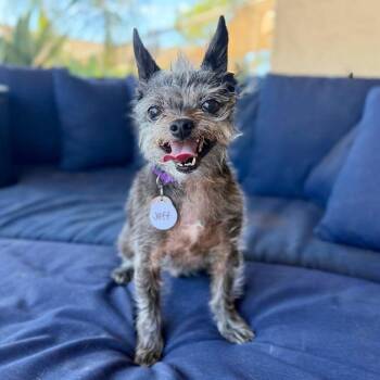 Jeff -  Chinese Crested Dog and Chihuahua Dog for Adoption in Ramona, California - Jeff | PetCurious