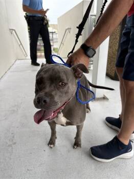 Rescue Pit Bull Terrier Dogs for Adoption in Doral, Florida - MILLIE | PetCurious