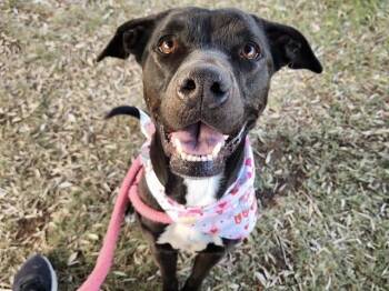 Rescue Labrador Retriever and Pit Bull Terrier Dogs for Adoption in Chandler, Arizona - MACI MAE | PetCurious