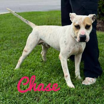 Rescue American Bully Dogs for Adoption in Orangeburg, South Carolina - Chase | PetCurious