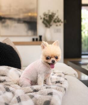 Sushi -  Pomeranian Dog for Adoption - Sushi | PetCurious