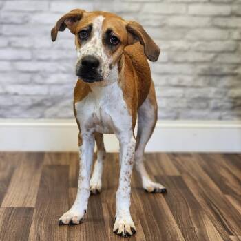 Cream -  Terrier and Hound Dog for Adoption in Montgomery, Alabama - Cream | PetCurious
