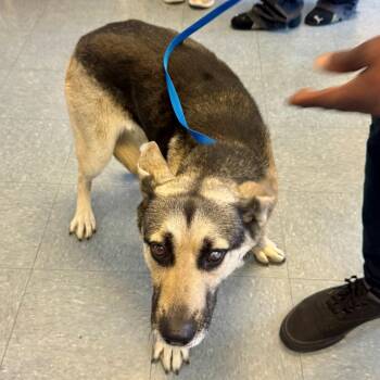 German Shepherd Dog Dogs Available for Adoption in Hawthorne, California - Mitzy | PetCurious