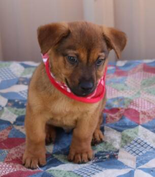 Mason Jar -  Dachshund and Black Mouth Cur Dog for Adoption in Bandera, Texas - Mason Jar | PetCurious