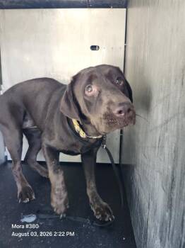 RILEY -  Labrador Retriever Dog for Adoption in San Antonio, Texas - RILEY | PetCurious