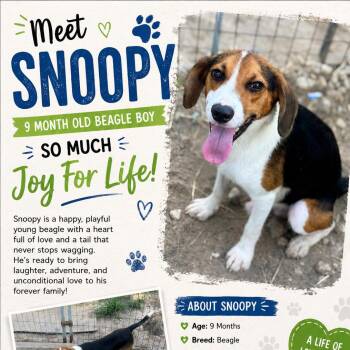 Snoopy-CS-26-20126 -  Beagle Dog for Adoption in Anahuac, Texas - Snoopy-CS-26-20126 | PetCurious