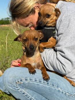 Chihuahua Dogs Available for Adoption in Sadler, Texas - Crash & Eddie | PetCurious