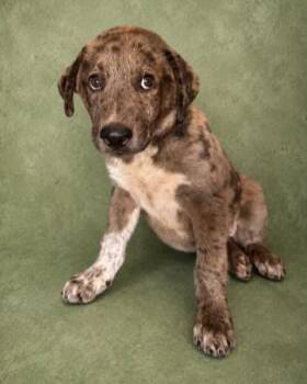 Broccoli -  Mixed Breed Dog for Adoption in Chickasha, Oklahoma - Broccoli | PetCurious