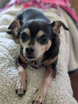 Chihuahua Dogs Available for Adoption in Chatham, Ontario - Daisy | PetCurious