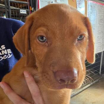 Saylor -  Mixed Breed Dog for Adoption in Leander, Texas - Saylor | PetCurious