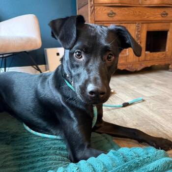 Labrador Retriever Dogs Available for Adoption in Daphne, Alabama - Steve | PetCurious