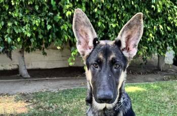 Jade -  German Shepherd Dog Dog for Adoption in Newport Beach, California - Jade | PetCurious