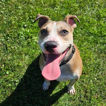 Rya -  Mixed Breed Dog for Adoption in Oneonta, New York - Rya | PetCurious