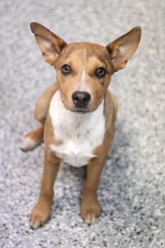 Rescue Hound Dogs for Adoption in Manchester, New Hampshire - Fina In NH! Come Meet Our Adoptable Dogs Wednesday-Saturday. Mor | PetCurious