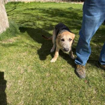 Shamrock -  German Shepherd Dog Dog for Adoption in Jerome, Idaho - Shamrock | PetCurious