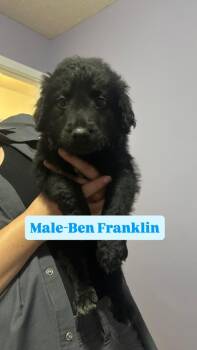 Ben Franklin (Dark Blue) -  Labrador Retriever and Poodle Dog for Adoption in Russellville, Kentucky - Ben Franklin (Dark Blue) | PetCurious