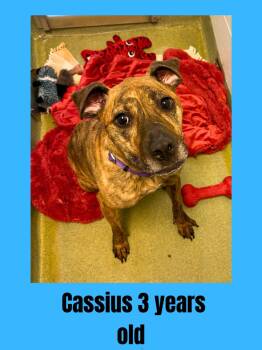 Rescue Mixed Breed Dogs for Adoption in Ravenna, Ohio - Cassius | PetCurious