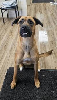Shadow -  Shepherd Dog for Adoption in Fremont, Nebraska - Shadow | PetCurious