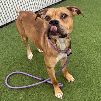 Rescue Pit Bull Terrier Dogs for Adoption in Bristol, Indiana - Aquaman | PetCurious