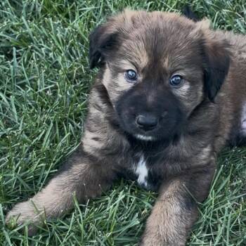 Rodger D12541 -  German Shepherd Dog and Labrador Retriever Dog for Adoption - Rodger D12541 | PetCurious