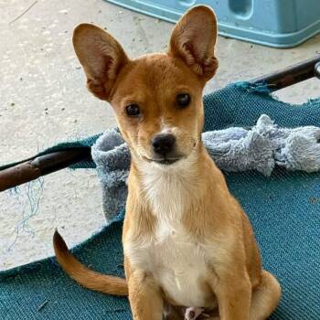 Pomeranian and Chihuahua Dogs Available for Adoption in Isabela, Isabela - Tod | PetCurious