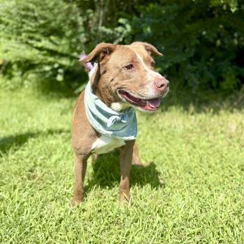 Rescue Labrador Retriever and American Staffordshire Terrier Dogs for Adoption in Angleton, Texas - Soccer | PetCurious