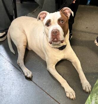 American Bulldog Dogs Available for Adoption in Lawrenceville, Georgia - Pen 107c Leo | PetCurious