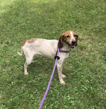Sadie -  Hound Dog for Adoption in Elkins, West Virginia - Sadie | PetCurious