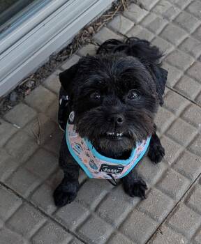 Georgette -  Havanese Dog for Adoption in Sioux Falls, South Dakota - Georgette | PetCurious