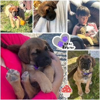 Porcini - Mushroom Litter -  Mixed Breed Dog for Adoption in Kenai, Alaska - Porcini - Mushroom Litter | PetCurious