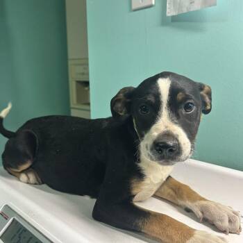 Pit Bull Terrier Dogs Available for Adoption in Cabot, Arkansas - (Found) Misty | PetCurious