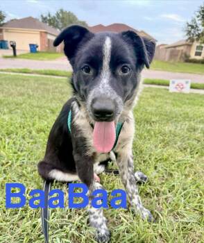 Border Collie Dogs Available for Adoption in Austin, Texas - BaaBaa | PetCurious