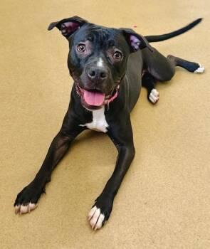 Pit Bull Terrier and Boxer Dogs Available for Adoption in Derwood, Maryland - LUCKY | PetCurious