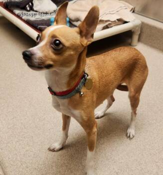 Quinn -  Chihuahua Dog for Adoption in Oakland, California - Quinn | PetCurious