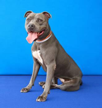 CONCHITA -  Pit Bull Terrier Dog for Adoption in Pasadena, California - CONCHITA | PetCurious